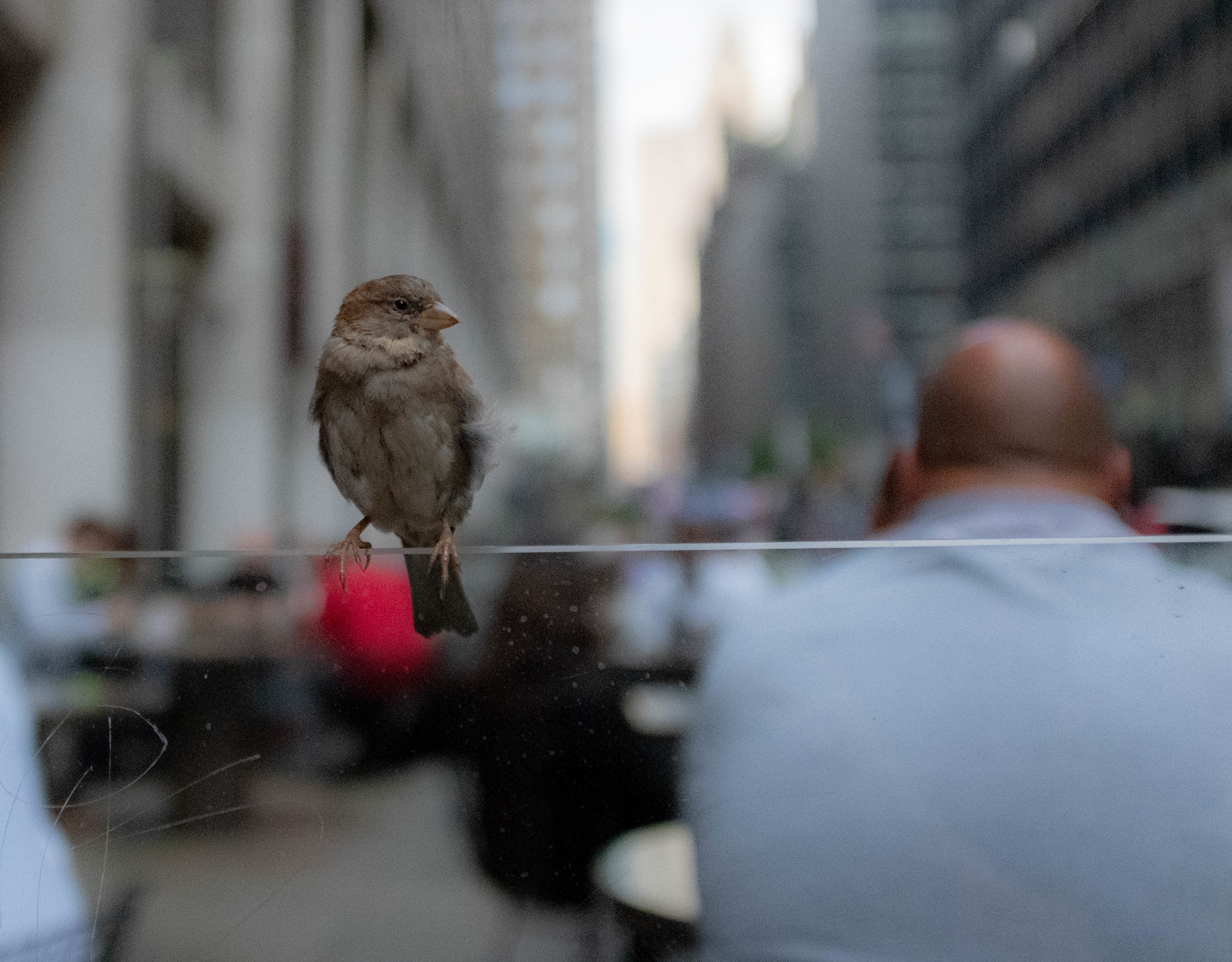 Midtown wildlife