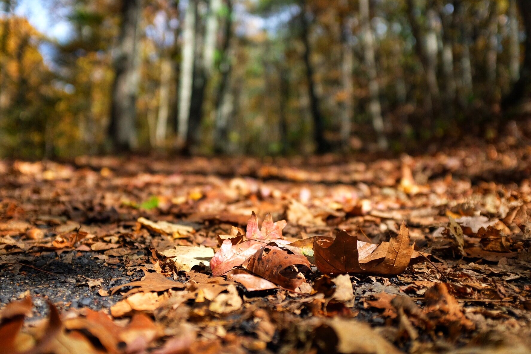 The fall